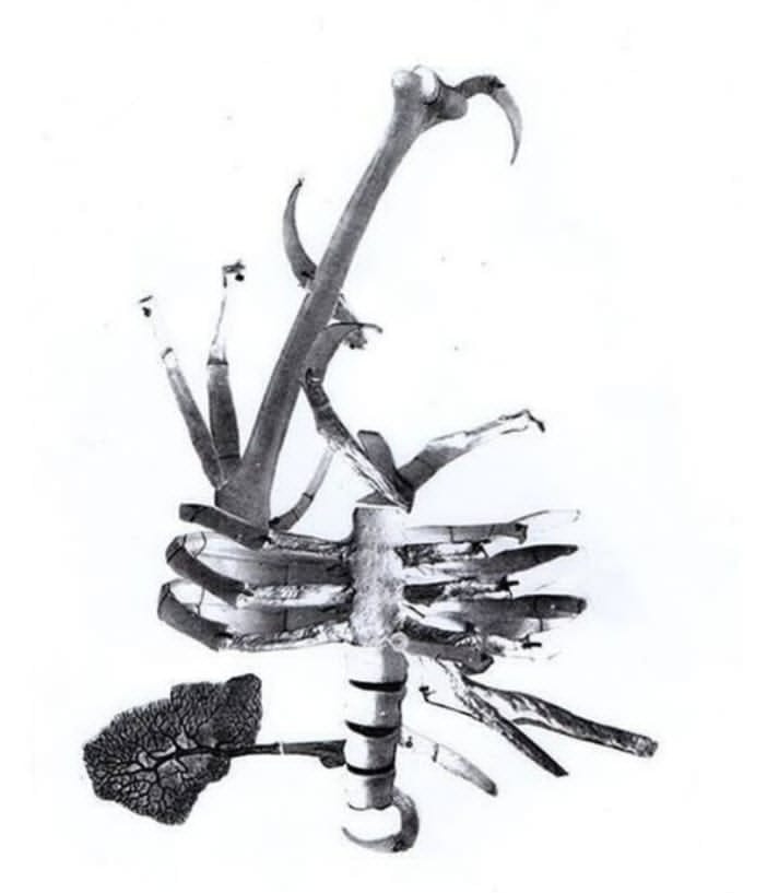 Kolase kafka(25974)